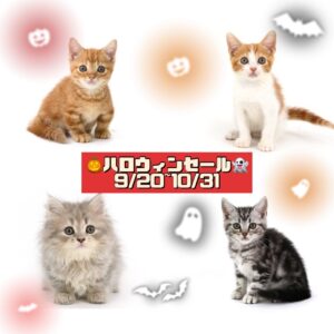 子猫,ペットショップ,動物プロダクション,ペットモデル,モデル猫,タレント猫,サイベリアン