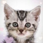 ペットショップ,子猫,ペットモデル,かわいい,アメリカンショートヘア