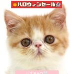 ペットショップ,子猫,ペットモデル,かわいい,エキゾチックショートヘア,ワンラブ,イオン