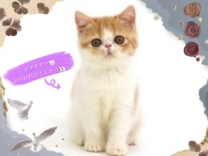 ペットショップ,子猫,ペットモデル,かわいい,エキゾチックショートヘア,ワンラブ,イオン