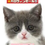 ペットショップ,子猫,ペットモデル,かわいい,スコティッシュフォールド,大決算セール