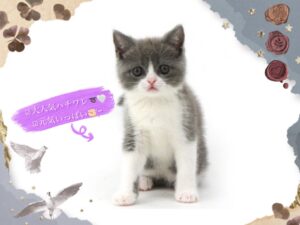 ペットショップ,子猫,ペットモデル,かわいい,スコティッシュフォールド,大決算セール