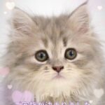 子猫,ペットショップ,動物プロダクション,ペットモデル,モデル猫,タレント猫,サイベリアン