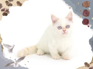 ペットショップ,子猫,ペットモデル,かわいい,マンチカン