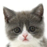 ペットショップ,子猫,ペットモデル,かわいい,スコティッシュフォールド,大決算セール