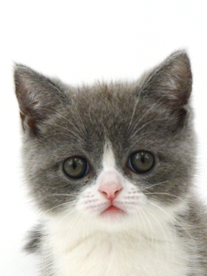 ペットショップ,子猫,ペットモデル,かわいい,スコティッシュフォールド,大決算セール