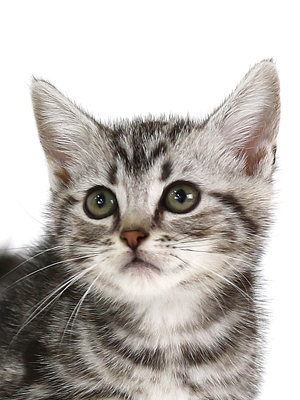 ペットショップ,子猫,ペットモデル,かわいい,アメリカンショートヘア