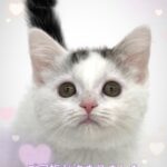 ペットショップ,子猫,ペットモデル,かわいい,スコティッシュフォールド,大決算セール