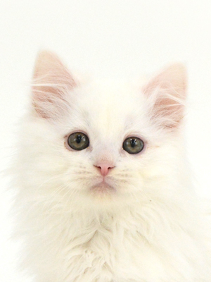 ペットショップ,子猫,ペットモデル,かわいい,マンチカン