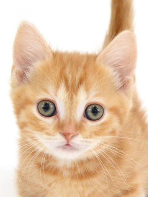 ペットショップ,子猫,ペットモデル,かわいい,マンチカンペットショップ,子猫,ペットモデル,かわいい,マンチカン