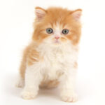 ペットショップ,子猫,ペットモデル,かわいい,スコティッシュフォールド,大決算セール