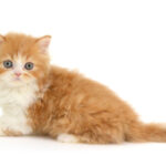 ペットショップ,子猫,ペットモデル,かわいい,スコティッシュフォールド,大決算セール