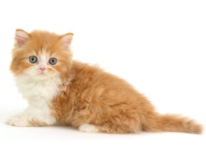ペットショップ,子猫,ペットモデル,かわいい,スコティッシュフォールド,大決算セール
