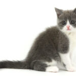 ペットショップ,子猫,ペットモデル,かわいい,スコティッシュフォールド,大決算セール