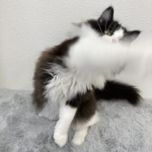 ペットショップ,子猫,ペットモデル,かわいい,マンチカン