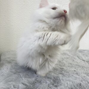 ペットショップ,子猫,ペットモデル,かわいい,マンチカン