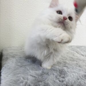 ペットショップ,子猫,ペットモデル,かわいい,マンチカン