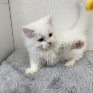 ペットショップ,子猫,ペットモデル,かわいい,マンチカン