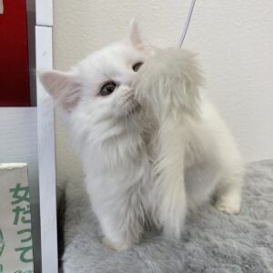 ペットショップ,子猫,ペットモデル,かわいい,マンチカン