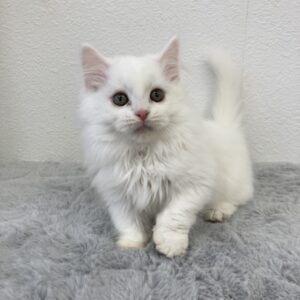 ペットショップ,子猫,ペットモデル,かわいい,マンチカン