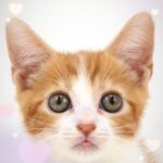 ペットショップ,子猫,ペットモデル,かわいい,スコティッシュフォールド,大決算セール