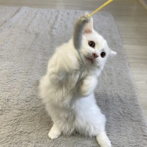 ペットショップ,子猫,ペットモデル,かわいい,マンチカン