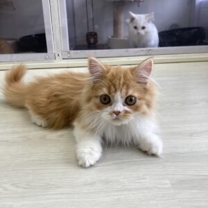 ペットショップ,子猫,ペットモデル,かわいい,スコティッシュフォールド,大決算セール