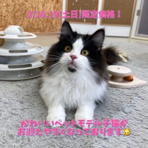 ペットショップ,子猫,ペットモデル,かわいい,マンチカン