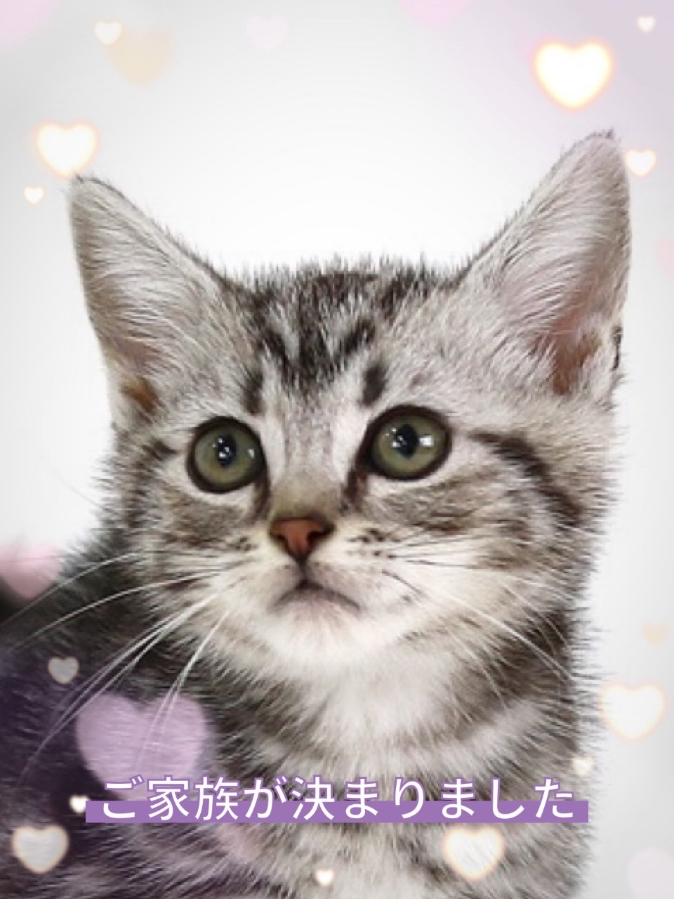 アメショーcatさん専用 猫可愛すぎ】アメショーの日常/American shorthair daily life