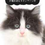 子猫,ペットショップ,動物プロダクション,ペットモデル,モデル猫,タレント猫,サイベリアン