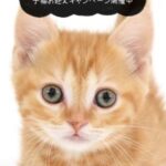 ペットショップ,子猫,ペットモデル,かわいい,マンチカン