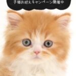 ペットショップ,子猫,ペットモデル,かわいい,スコティッシュフォールド,大決算セール