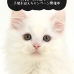 ペットショップ,子猫,ペットモデル,かわいい,マンチカン