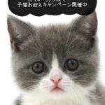 ペットショップ,子猫,ペットモデル,かわいい,スコティッシュフォールド,大決算セール