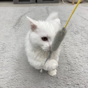 ペットショップ,子猫,ペットモデル,かわいい,マンチカン