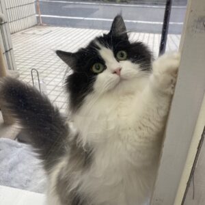 子猫,ペットショップ,動物プロダクション,ペットモデル,モデル猫,タレント猫,サイベリアン