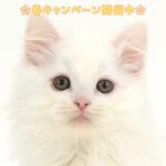 ペットショップ,子猫,ペットモデル,かわいい,マンチカン