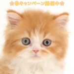 ペットショップ,子猫,ペットモデル,かわいい,スコティッシュフォールド,大決算セール