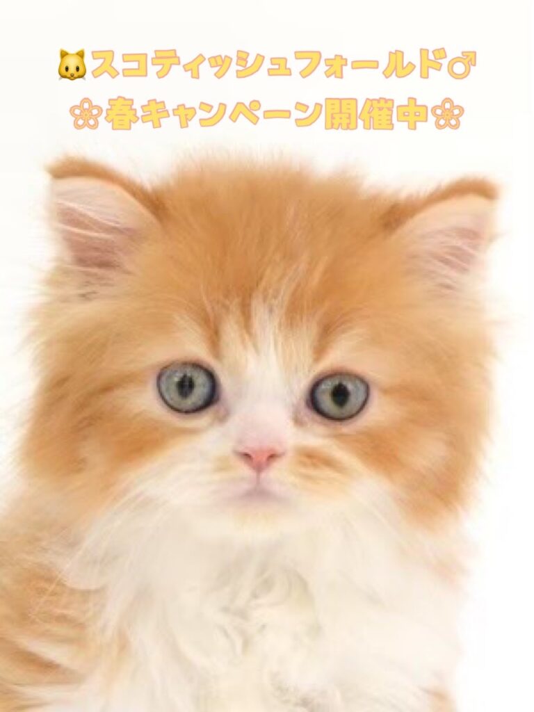 ペットショップ,子猫,ペットモデル,かわいい,スコティッシュフォールド,大決算セール