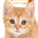ペットショップ,子猫,ペットモデル,かわいい,マンチカン
