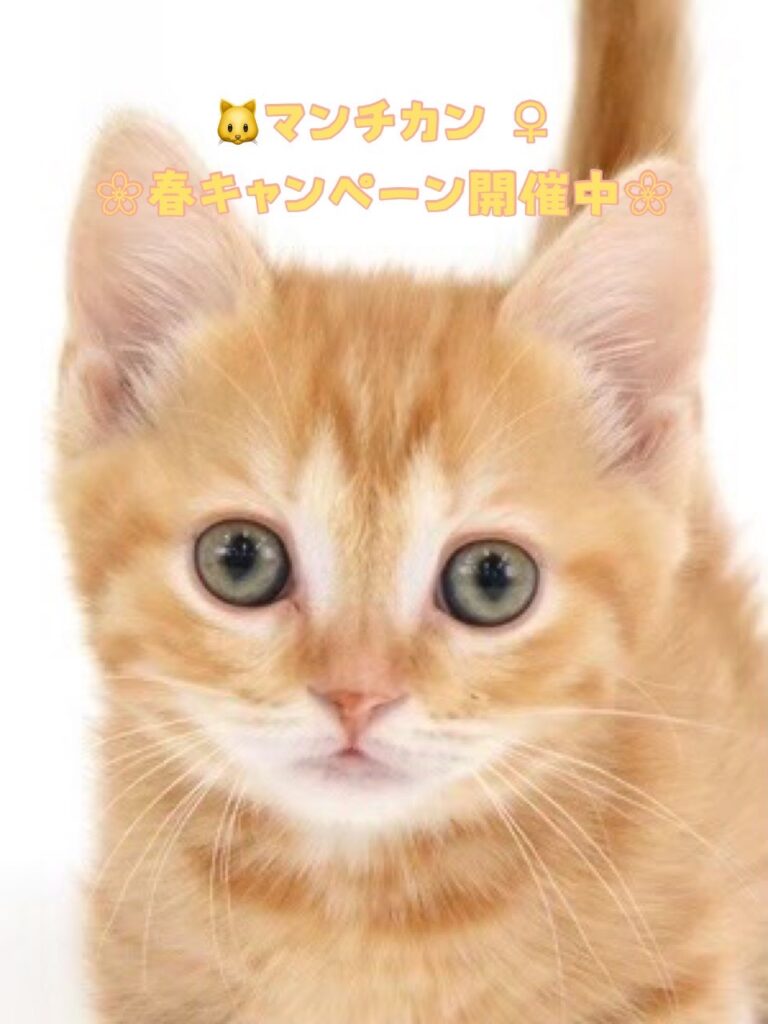 ペットショップ,子猫,ペットモデル,かわいい,マンチカン