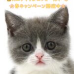 ペットショップ,子猫,ペットモデル,かわいい,スコティッシュフォールド,大決算セール