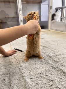 ペットショップ,子猫,ペットモデル,かわいい,マンチカン