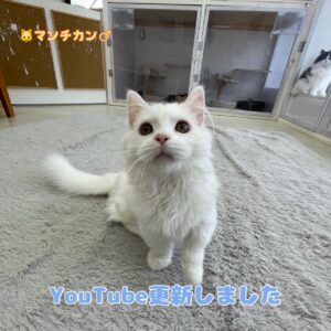 ペットショップ,子猫,ペットモデル,かわいい,マンチカン