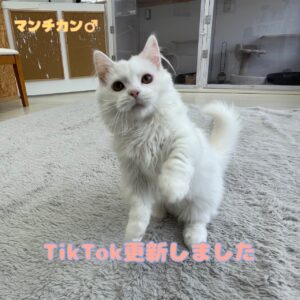 ペットショップ,子猫,ペットモデル,かわいい,マンチカン