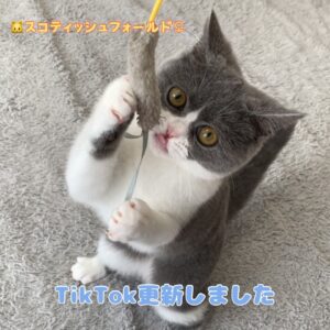 ペットショップ,子猫,ペットモデル,かわいい,スコティッシュフォールド,大決算セール