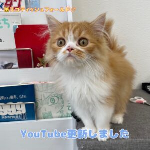 ペットショップ,子猫,ペットモデル,かわいい,スコティッシュフォールド,大決算セール