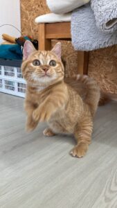 ペットショップ,子猫,ペットモデル,かわいい,マンチカン