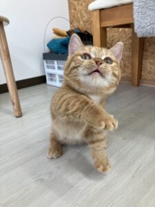 ペットショップ,子猫,ペットモデル,かわいい,マンチカン