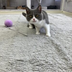 ペットショップ,子猫,ペットモデル,かわいい,スコティッシュフォールド